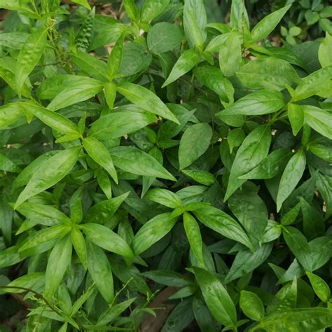 芙蓉避邪|避邪草是什麼？常見6種「避邪植物」介紹，趨吉避凶。